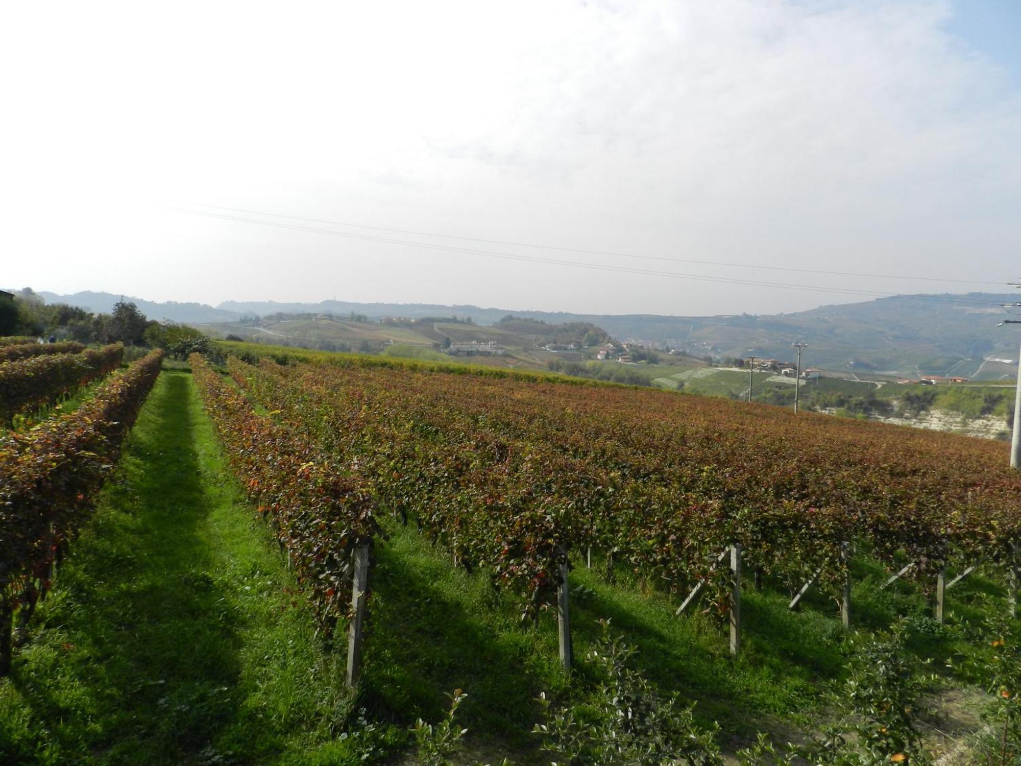 Agriturismo Bianconiglio Monforte dʼAlba المظهر الخارجي الصورة